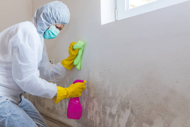 Best Emergency Mold Remediation in Hollidaysburg, PA